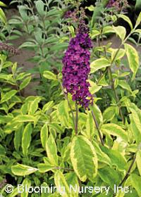 Buddleia davidii 'Santana'